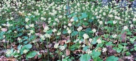 Ramps: Grow and Cook This Edible, Wild ‘Weed’ Image